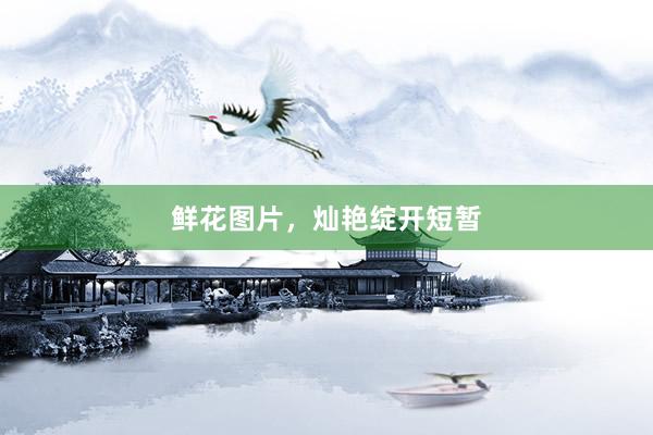 鲜花图片，灿艳绽开短暂